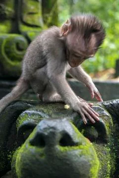 Baby monkey at sacred monkey forest, Ubud, Bali, Indonesia Stock Photos