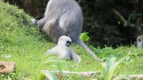 Baby monkey scratching and playing with his tail Stock Footage 73792689