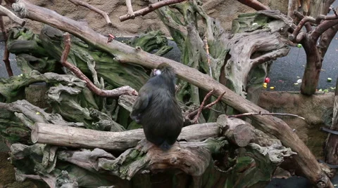 Baby monkey searching for fleas Stock Footage 40546105