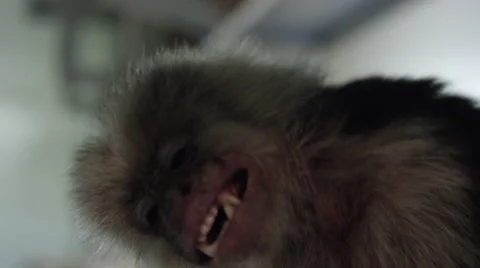 Baby monkey showing his teeth at a veterinary clinic Stock Footage 67555650