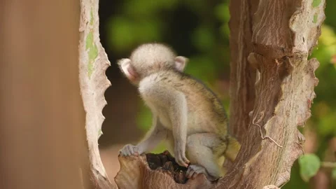 Baby Monkey Sitting Alone in Tree Close Up Stock Footage 333608552