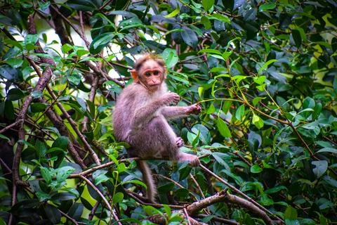 Baby monkey sitting on the tree Stock Photos