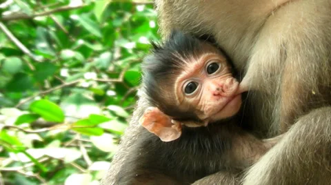 Baby monkey suckling Vídeo Stock 38327307