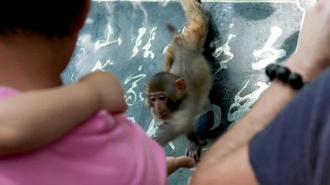 Baby Monkey Takes Fruit and Eats it Stock Footage 120700038
