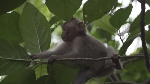 Baby Monkey in a Tree Stock Footage 106023259