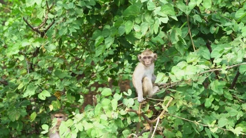 Baby monkey on the tree Video stock 244445246