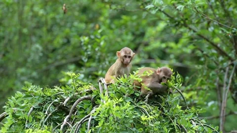 Baby monkey in the tree Stock Footage 252436172