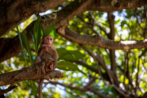 Baby monkey on a tree watching Stock Photos