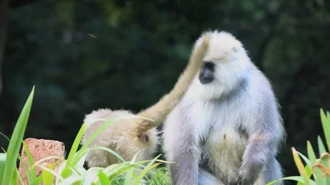 Baby Monkey walking with Mother Monkey Stock Footage 73788967