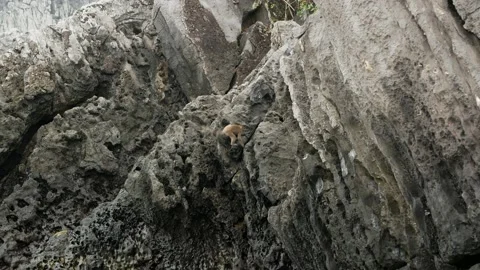 Baby monkey walking on a steep cliff in Asia Stock Footage 146742320