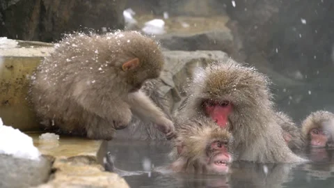 Baby monkeys bickering in a hot spring Stock Footage 332762433