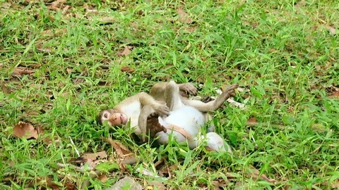 Baby Monkeys Видео 87768196