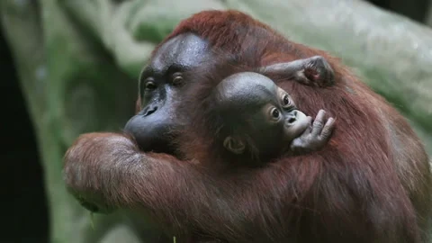 Baby monkeys orangutans next to the mother Stock Footage