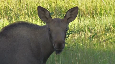 Baby Moose Face Stock Footage 8576000