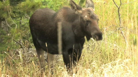 Baby Moose Stock Footage 270289