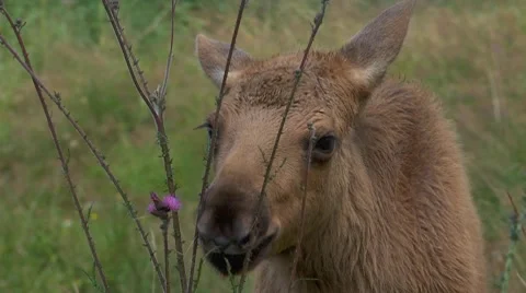 Baby moose Vídeos de archivo 8141098