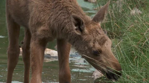 Baby moose Vídeos de archivo 8153116