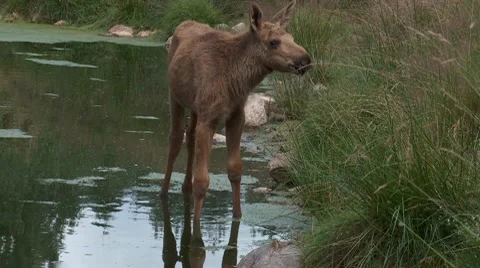Baby moose Vídeos de archivo 8154539
