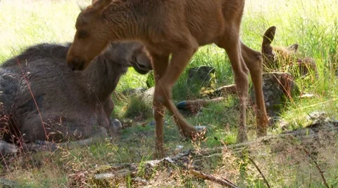 Baby moose Stock Footage 8543018