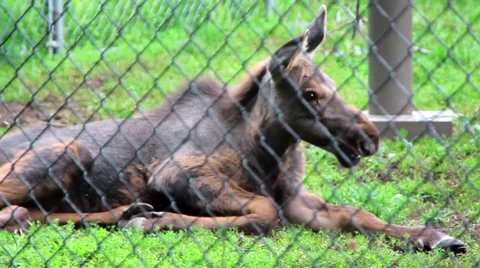 Baby Moose Laying Down Behind Fence Stock Footage