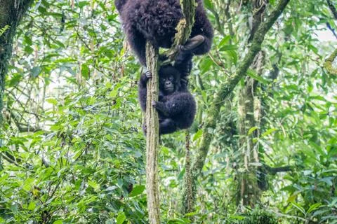 Baby Mountain gorilla playing in a tree. Stock Photos