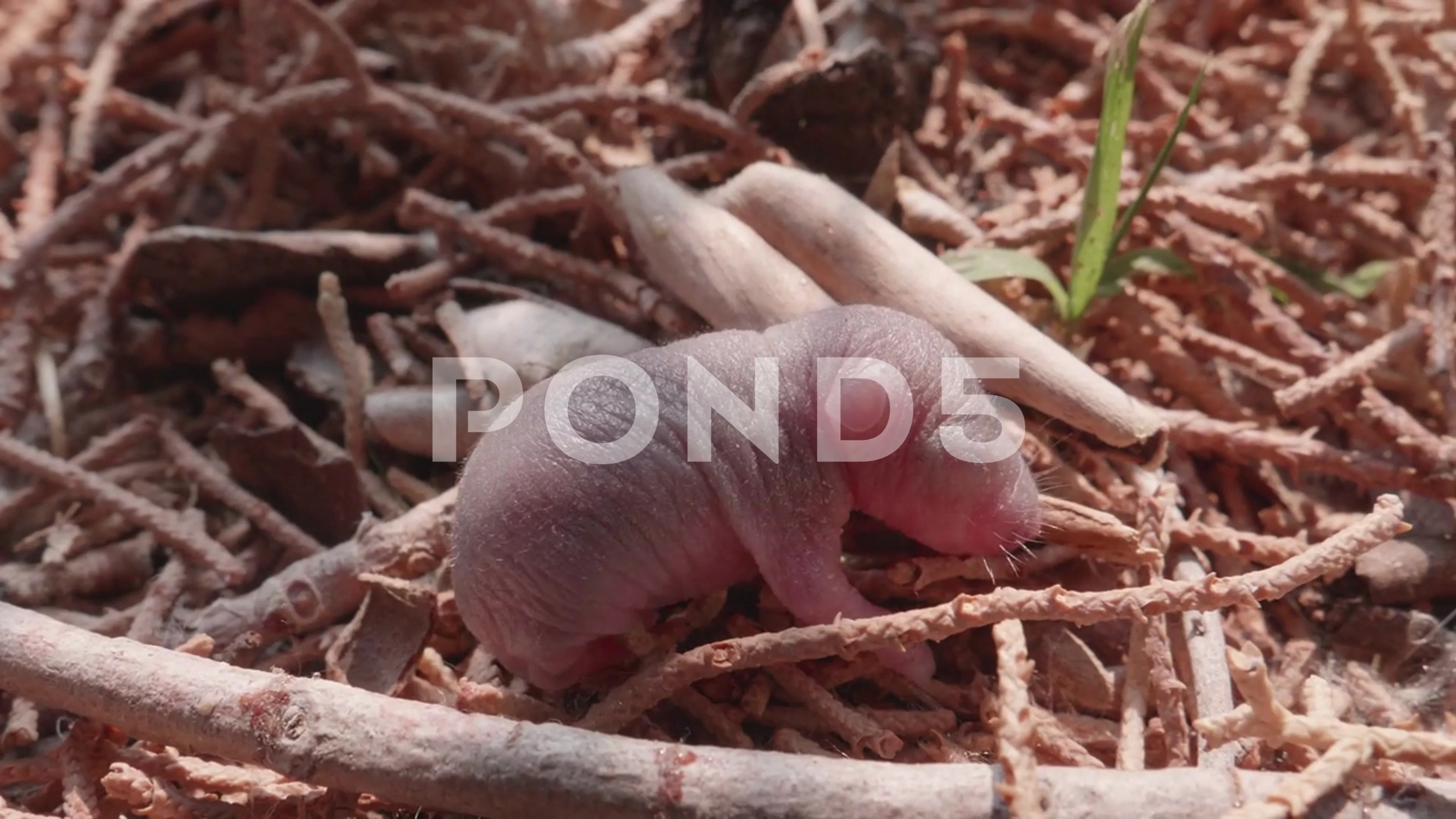 Pinky Mouse Stock Video Footage Royalty Free Pinky Mouse Videos Pond5