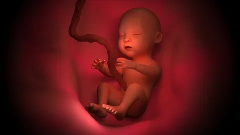 This Mesmerizing Viral Video Shows A Baby Grow Inside The Womb