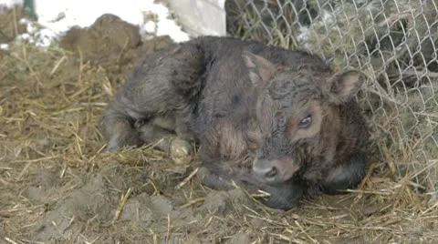 Baby newborn calf first stand up P HD 8992 Stock Footage