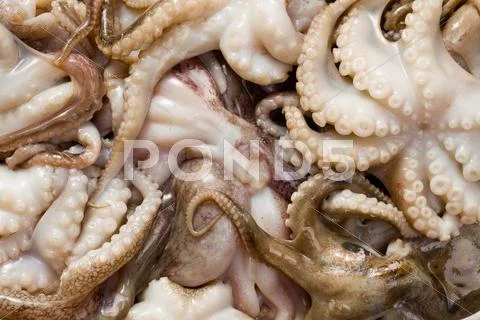 Baby octopus Stock Photos