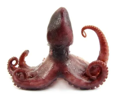 Baby octopus Stock Photos