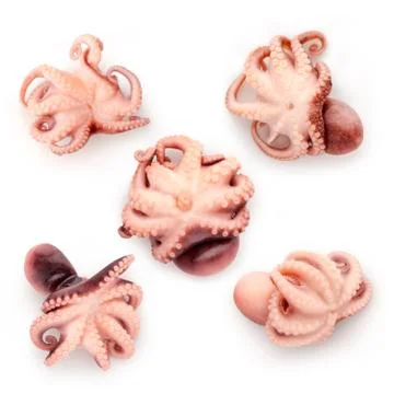 Baby octopus. Stock Photos
