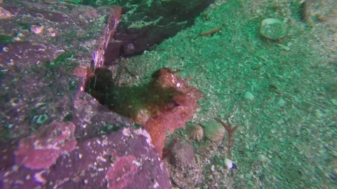 Baby octopus swimming outside den playing hide and seek Stock Footage 87926853