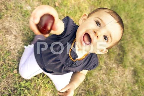 Baby offer chestnut gathered from the lawn in autumn Stock Photos