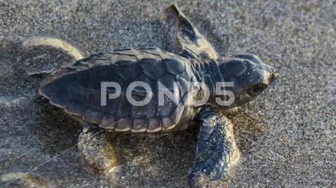 Baby Olive Ridley Sea Turtle Hatchling (Lepidochelys olivacea) - Bali, Indonesia Stock Photos