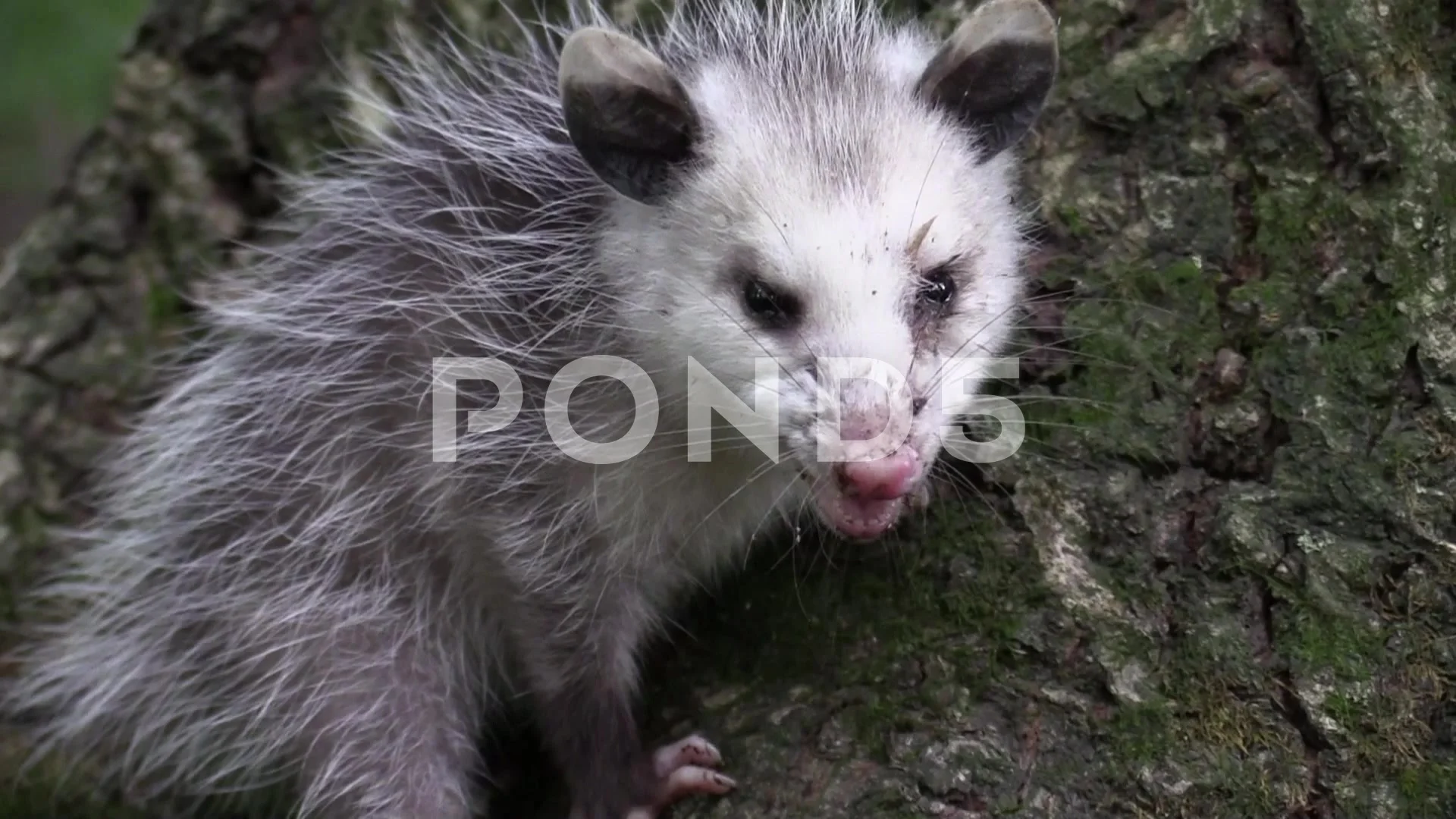 baby opossum runs away in forest