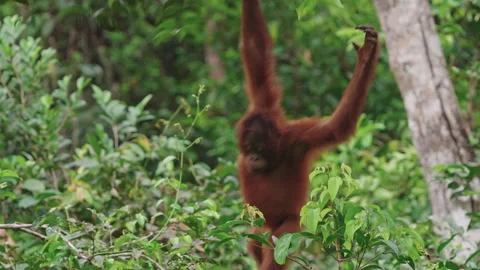 Baby orangutan dangling from tree Stock Footage 327890176