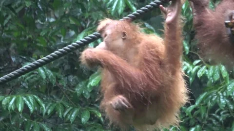 Baby Orangutan Eating While Hanging Next to Its Mother Vídeo Stock 138317458