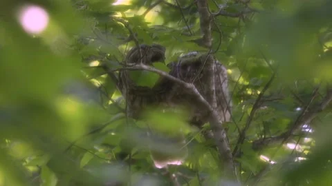 Baby Owl Eats Small Bird Caught By Mom Owl 스톡 동영상 134349256