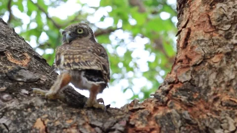 Baby owl Stock Footage 203837800
