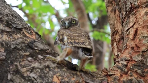 Baby owl Stock Footage 203837822