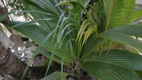 Baby Palm Tree Video stock 101660268