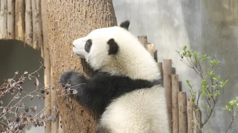 Baby panda climbing down the tree Stock Footage 130834011