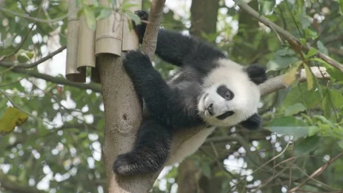 Baby panda climbing tree Stock Footage 130833175