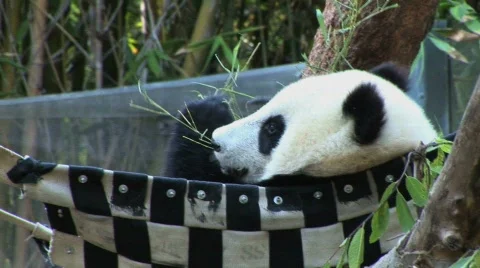 Baby panda eats Stock Footage