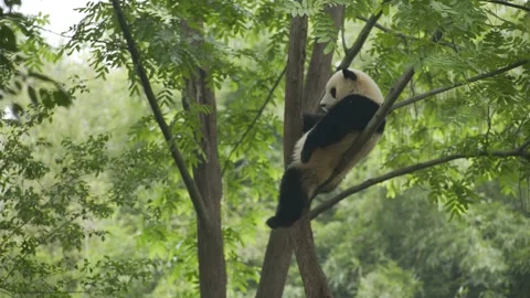 Baby panda have a rest on the tree Stock-Footage 130833519