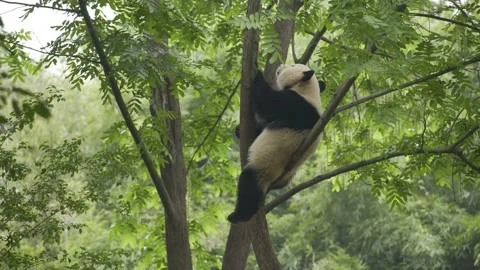 Baby panda have a rest on the tree Stock Footage 130833524