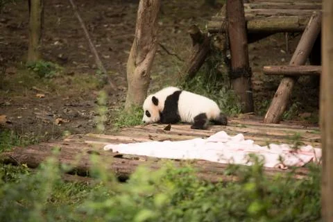 Baby Panda  Stock Photos
