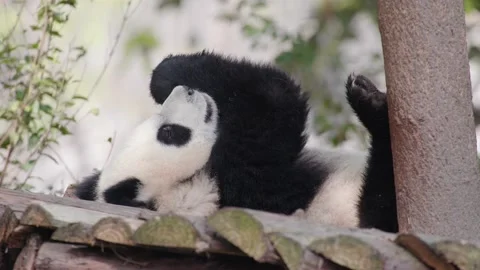 Baby panda playing on the tree Stock Footage 130832211