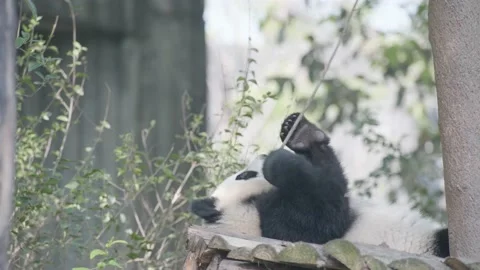 Baby panda playing on the tree Stock-Footage 130833018