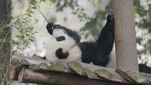 Baby panda playing on the tree Stock-Footage 130833062